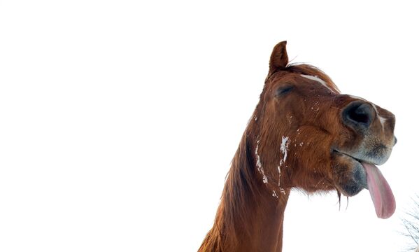 Лошадь ловит языком снежинки. - Sputnik Узбекистан