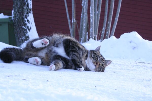 Таким пушистым кошкам валяться на снегу одно удовольствие. - Sputnik Узбекистан