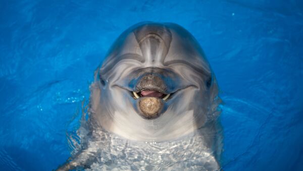 Дельфин, иллюстративное фото - Sputnik Узбекистан
