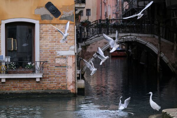Venetsiyada kanal uzra parvoz qilayotgan qushlar - Sputnik O‘zbekiston