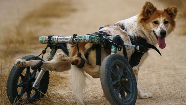 Собака-инвалид перед прогулкой в фонде The Man That Rescues Dogs Foundation в Чонбури, Таиланд  - Sputnik Узбекистан