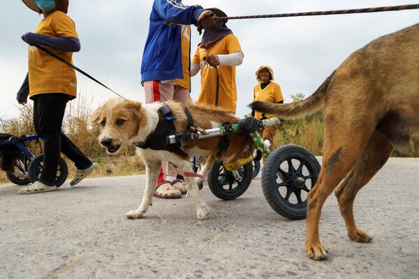 Например, в Таиланде к таким собакам постоянно приходят волонтеры. - Sputnik Узбекистан