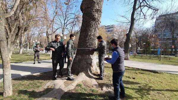 Инвентаризация деревьев в парке около Голубых куполов - Sputnik Узбекистан