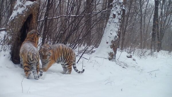 Prezidentskiye tigrы v lesax YEAO - Sputnik Oʻzbekiston