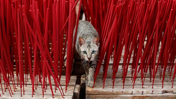 Кот среди ароматических палочек в Индонезии - Sputnik Узбекистан