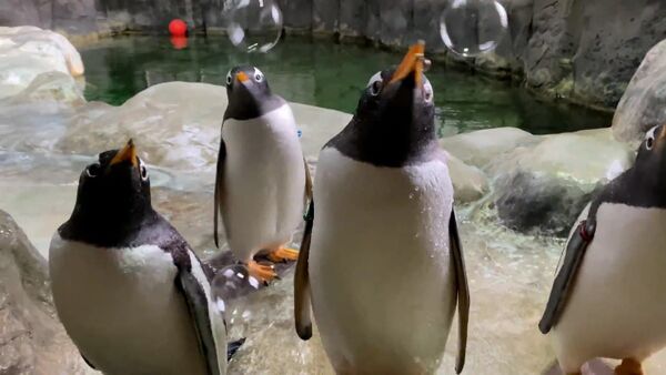 Pingvinam v zooparke ustroili pennuyu vecherinku – video - Sputnik O‘zbekiston