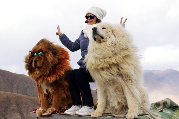 Женщина фотографируется с собаками породы тибетский мастиф в горах Тибета. - Sputnik Узбекистан