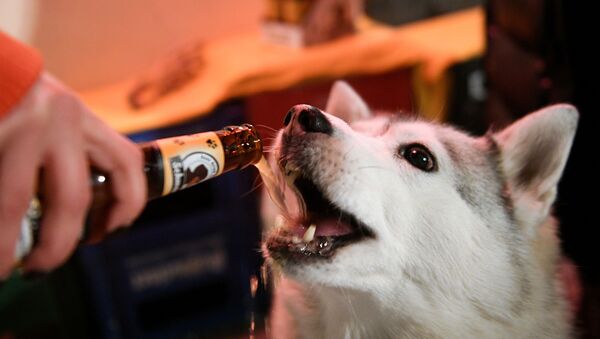 Хозяин угощает своего питомца лакомством для собак Хвост (Schwanz) в баре Underdog в Москве - Sputnik Узбекистан