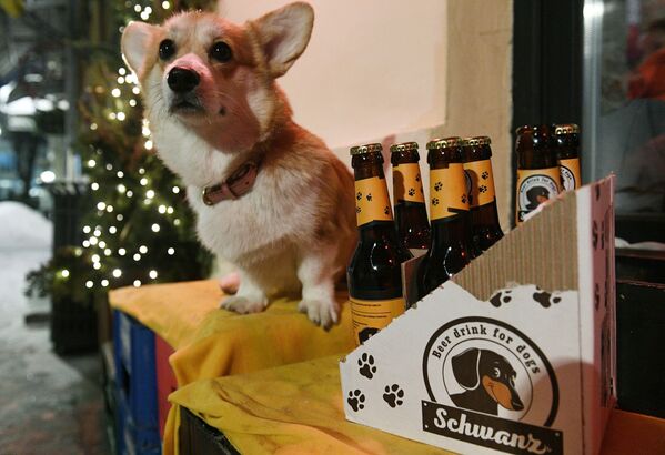 В одном из московских баров под названием Underdog в меню появилось пиво для собак. - Sputnik Узбекистан