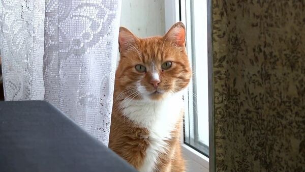 Зооволонтер продала квартиру и купила ветхий дом ради помощи кошкам (видео) - Sputnik Узбекистан