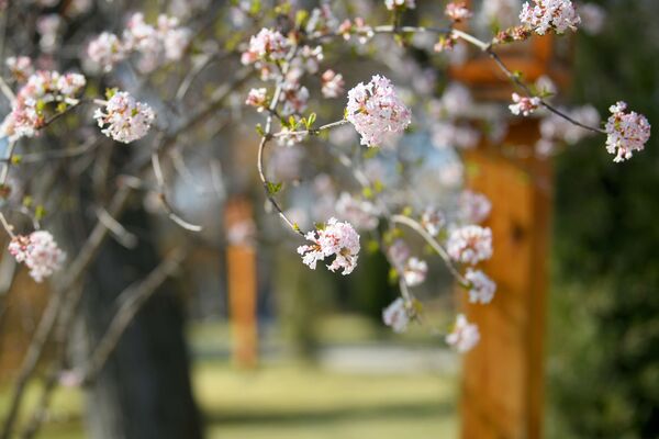 Погода под стать празднику: середина февраля, а в Ташкенте весна. - Sputnik Узбекистан