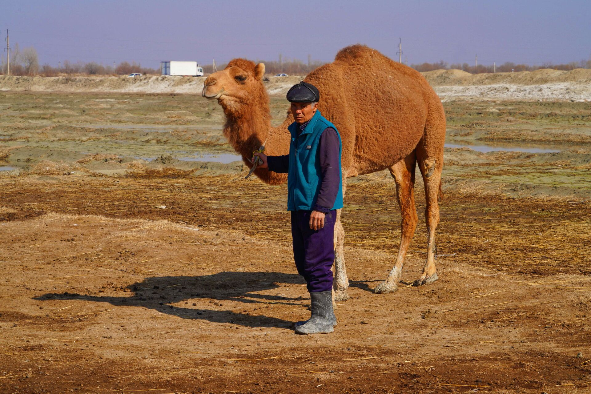Верблюжья ферма в Риштанском районе Ферганской долины  - Sputnik Узбекистан, 1920, 09.03.2021