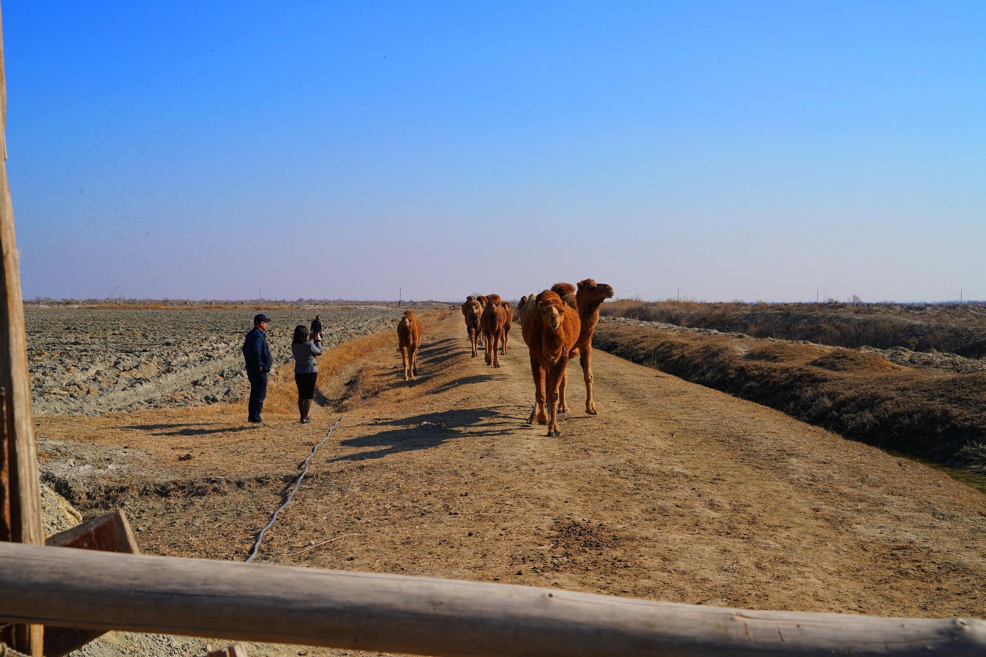 Верблюжья ферма в Риштанском районе Ферганской долины  - Sputnik Узбекистан, 1920, 09.03.2021