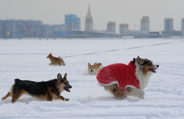 Вы знали, что эти собак  называют подарком фей? - Sputnik Узбекистан