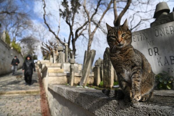 Кот на одном из кладбищ Стамбула после сильного снегопада. - Sputnik Узбекистан