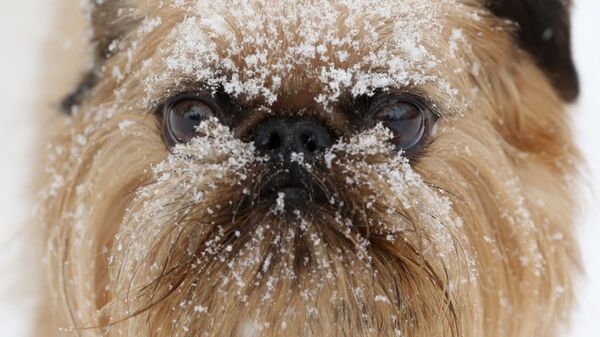 Снег на морде пса в центре ухода за собаками Hounds on the Hudson в Олбани, штат Нью-Йорк, США - Sputnik Узбекистан