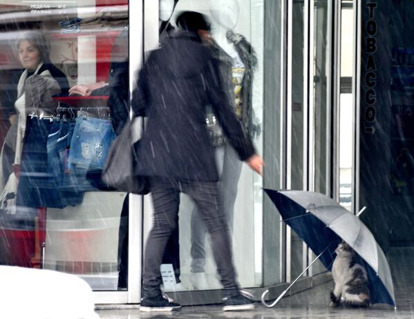 Кошка прячется под зонтом, оставленным перед магазином в македонской столице Скопье. - Sputnik Узбекистан