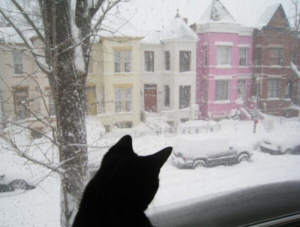 Кошка смотрит из окна на заснеженную улицу в Вашингтоне. - Sputnik Узбекистан