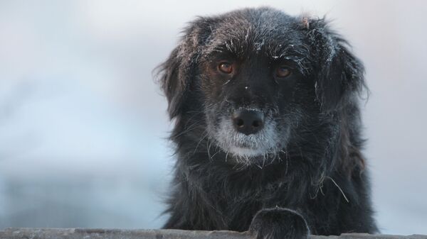 Дворовая собака в городе Тара Омской области в сильный мороз - Sputnik Узбекистан