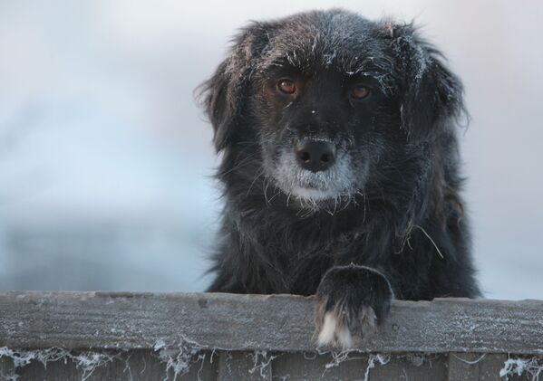 Дворовая собака в городе Тара Омской области в сильный мороз. - Sputnik Узбекистан