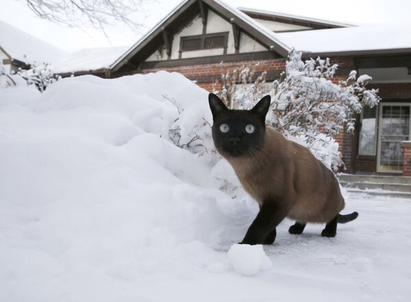 Кот гуляет во дворе после снежной бури в Денвере. - Sputnik Узбекистан
