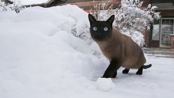 Кот гуляет во дворе после снежной бури в Денвере - Sputnik Узбекистан