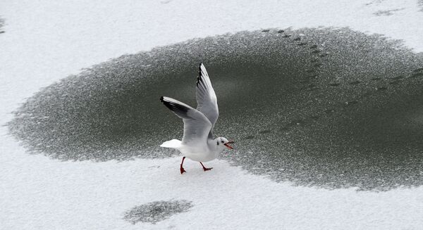 Чайка прогуливается по замерзшему озеру в Берлине. - Sputnik Узбекистан