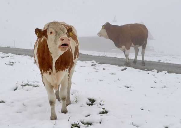 Коровы на горном пастбище в австрийской провинции Зальцбург. - Sputnik Узбекистан