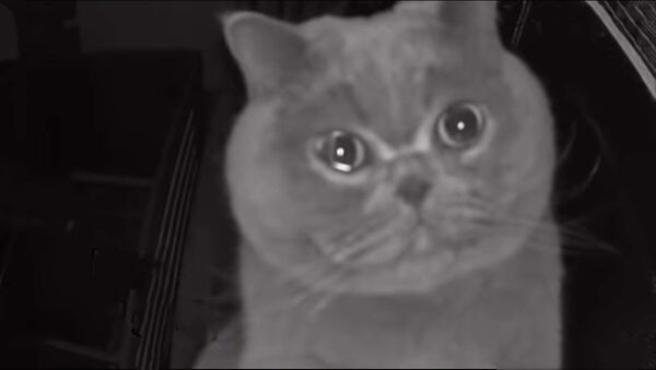 Домашний кот плачет'' на камеру видеонаблюдения - Sputnik Ўзбекистон