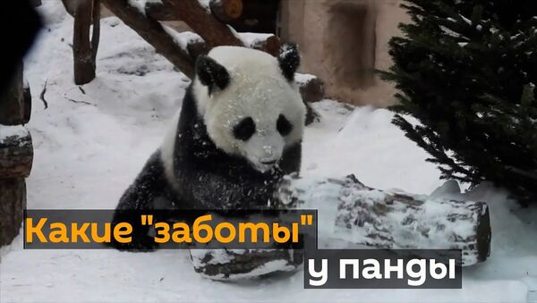Панда развлекается: забавное видео из зоопарка - Sputnik Ўзбекистон