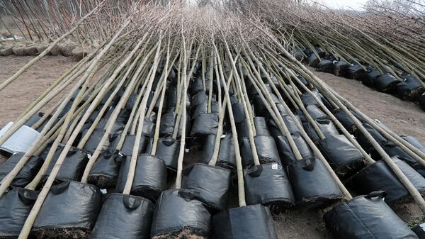 Саженцы деревьев для озеленения - Sputnik Узбекистан