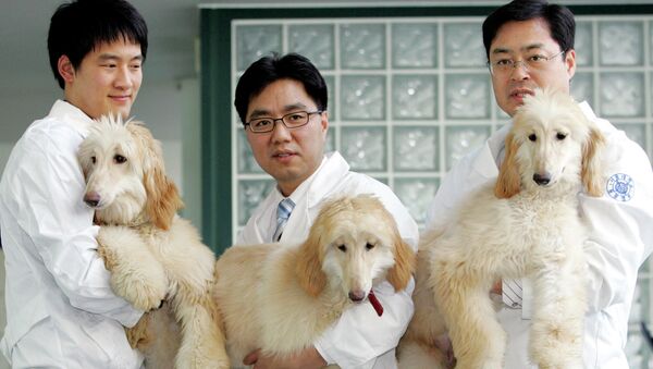 Профессор из Сеульского национального университета Ли Бён-чунь демонстрирует клонированных собак. Южная Корея - Sputnik Узбекистан