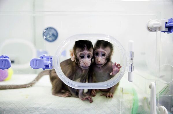 Клонированные обезьяны в лаборатории исследования приматов выведены Китайской академией наук в 2018 году - Sputnik Узбекистан