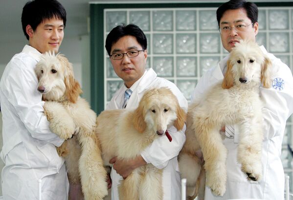 Профессор из Сеульского национального университета Ли Бен-чунь демонстрирует первых в мире клонированных собак, родившихся в 2005 году - Sputnik Узбекистан