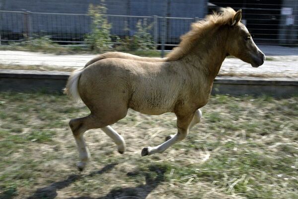 Первая клонированная лошадь Прометея родилась в 2003 году в лаборатории репродуктивных технологий в Италии. Примечательно, что ученые предприняли более 300 попыток, прежде чем сумели вырастить жизнеспособный клон - Sputnik Узбекистан