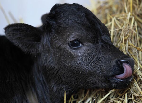 Первый клонированный бык появился на свет в 2010 году в Испании - Sputnik Узбекистан