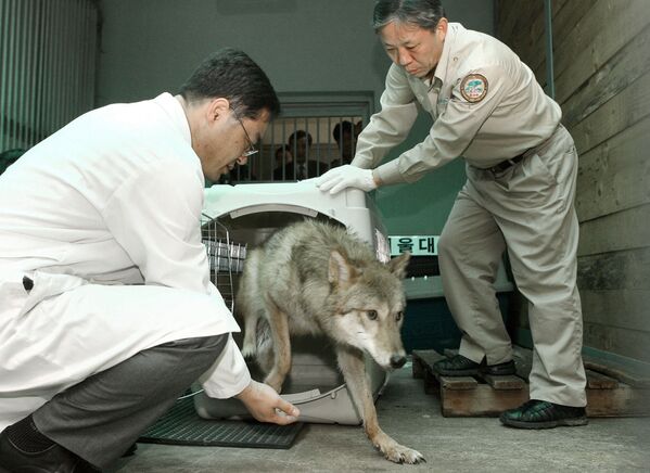 Волчица редкого исчезающего вида клонирована в 2005 году в Южной Корее - Sputnik Узбекистан