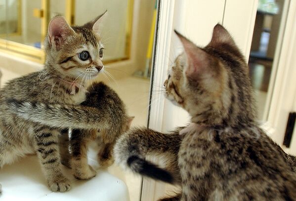 Первая в мире клонированная кошка появилась на свет в американском штате Техас в 2001 году - Sputnik Узбекистан