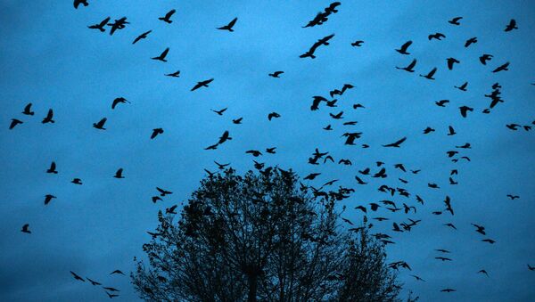 Птицы в небе, иллюстративное фото - Sputnik Узбекистан