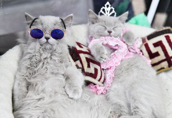 Кошки британской породы на выставке КоШарики Шоу в Москве - Sputnik Узбекистан