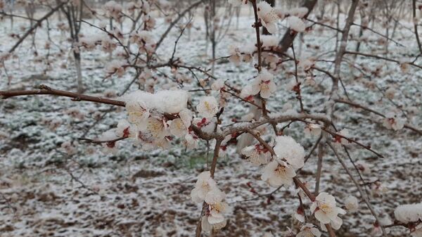 Расцветший абрикос под снегом - Sputnik Ўзбекистон