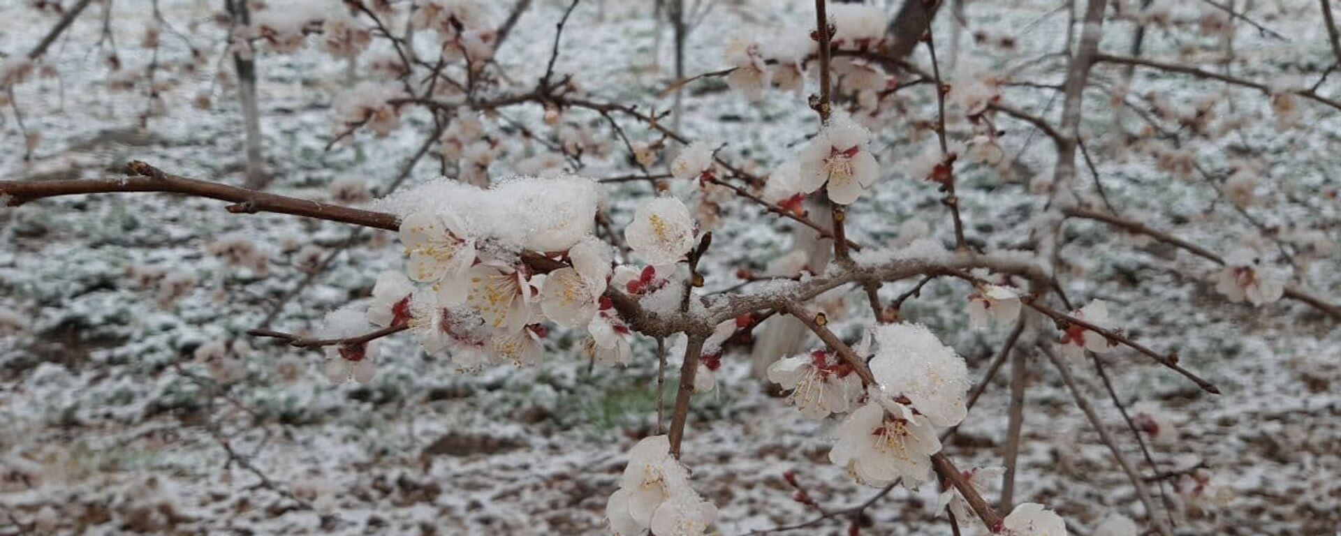 Расцветший абрикос под снегом - Sputnik Узбекистан, 1920, 24.02.2021