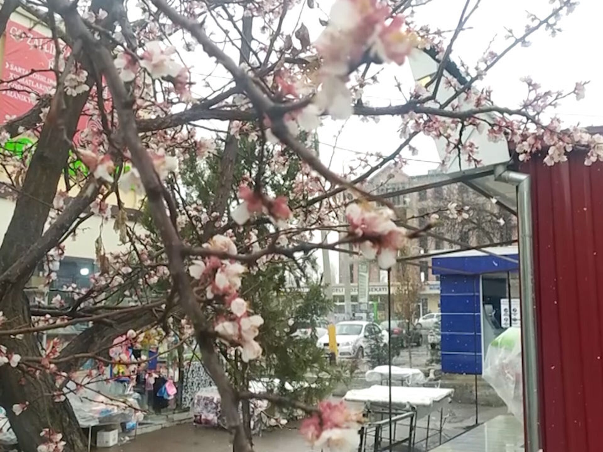 Ташкент цветет. Зацвел Урюк выпал снег. Снег в Ташкенте. Снег в Ташкенте Sputnik. Цветущий Урюк под снегом в Ташкенте.
