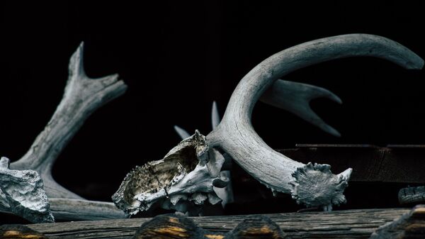 Кость динозавра. Иллюстративное фото - Sputnik Узбекистан