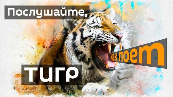 Тигр научился петь, чтобы привлекать к себе внимание - Sputnik Ўзбекистон