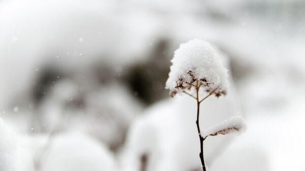 Растение под снегом - Sputnik Узбекистан