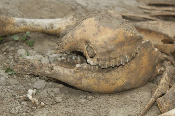 В Намангане найдены останки неизвестного существа - Sputnik Узбекистан