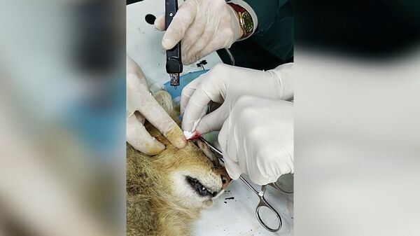 В Ташкентском зоопарке прооперировали редкого камышового кота - питомец уже восстанавливается - Sputnik Узбекистан