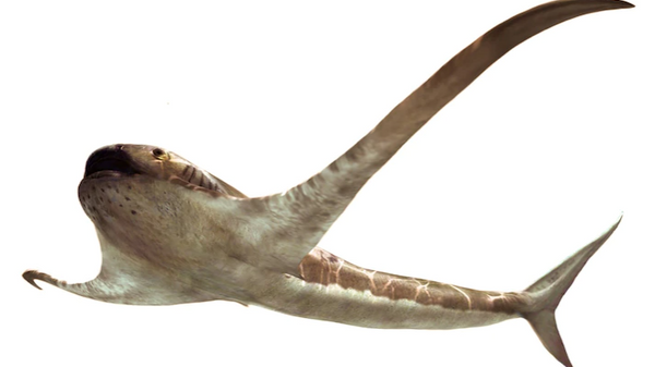 Художественная реконструкция крылатой акулы Aquilolamna milarcae - Sputnik Узбекистан