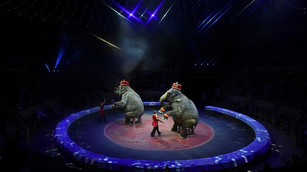 Слоны во время циркового шоу, иллюстративное фото - Sputnik Узбекистан